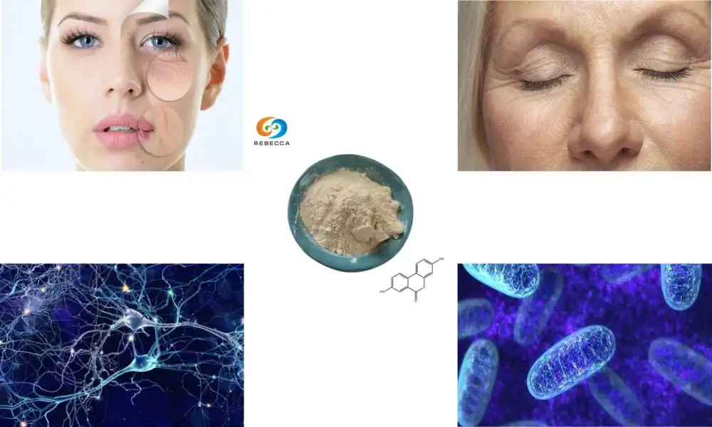 Why Urolithin A Powder Is Essential for Anti-Aging Benefits?